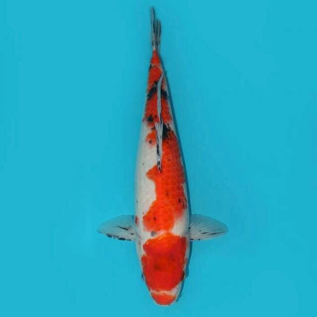 SANKE KUCHIBENI 33 CM