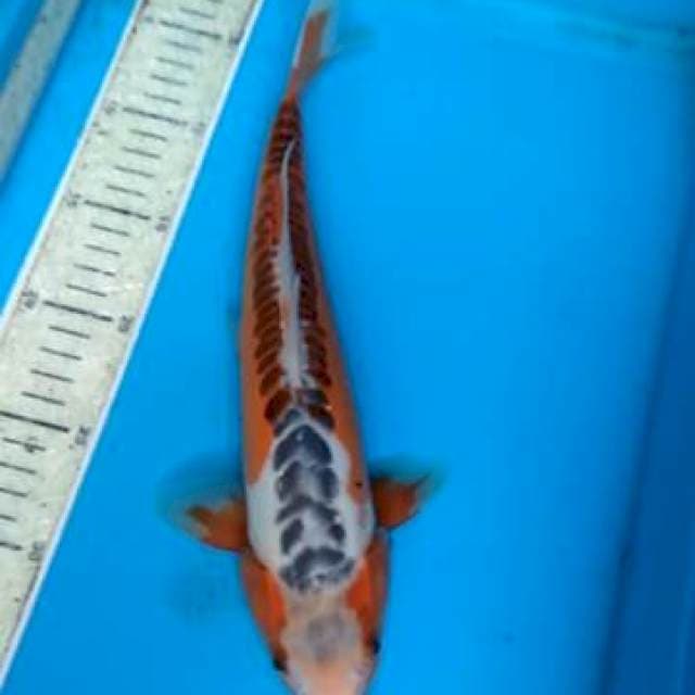 Shusui 32cm