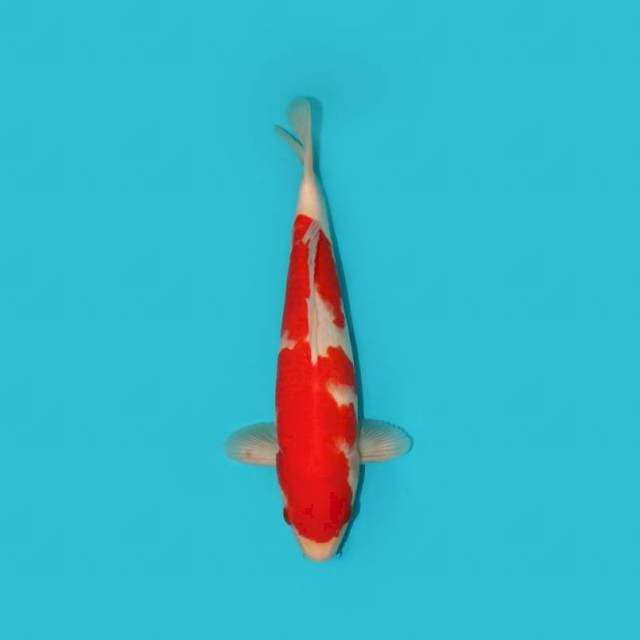 KOHAKU 31 CM