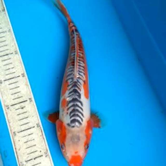 Shusui 34cm