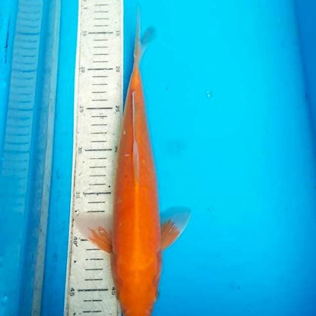 Benigoi 33cm
