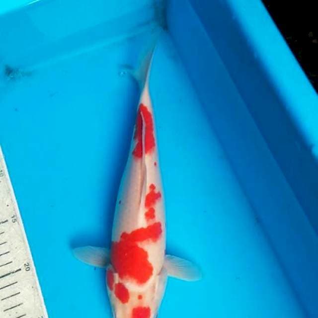 Kohaku 30cm