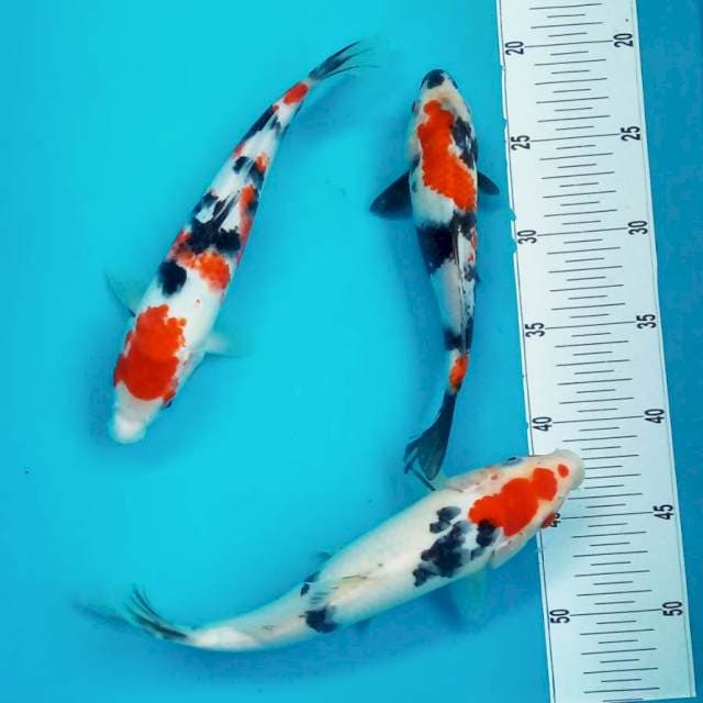 D. TRIO SANKE # 25-28CM