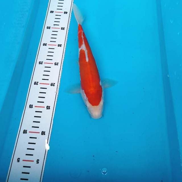 One step kohaku