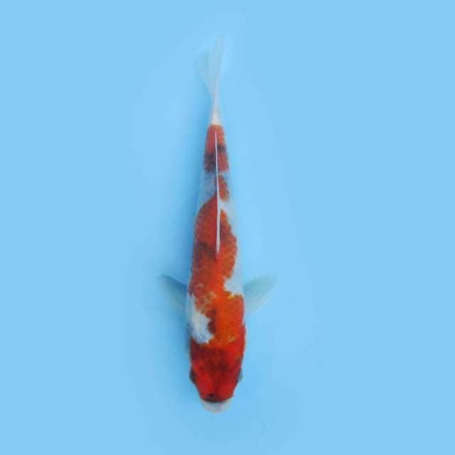 Inazuma showa 21cm