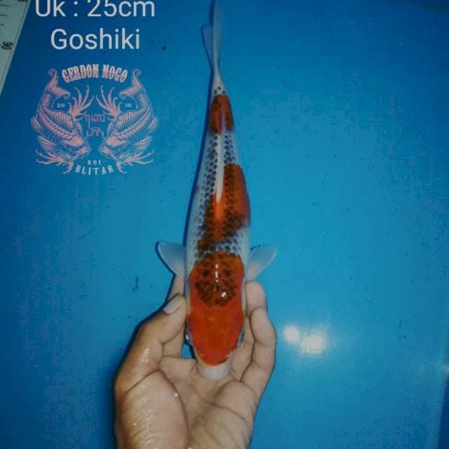 Goshiki 3 step