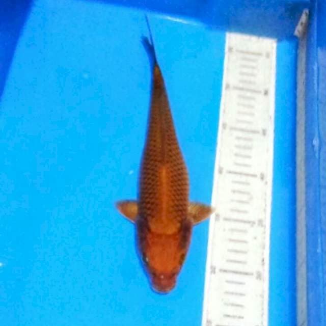 Chagoi tembaga
