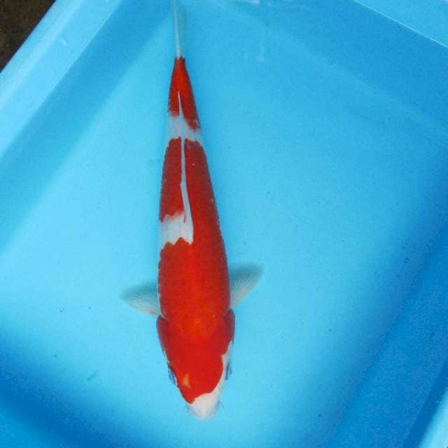 Kohaku male 30 cm