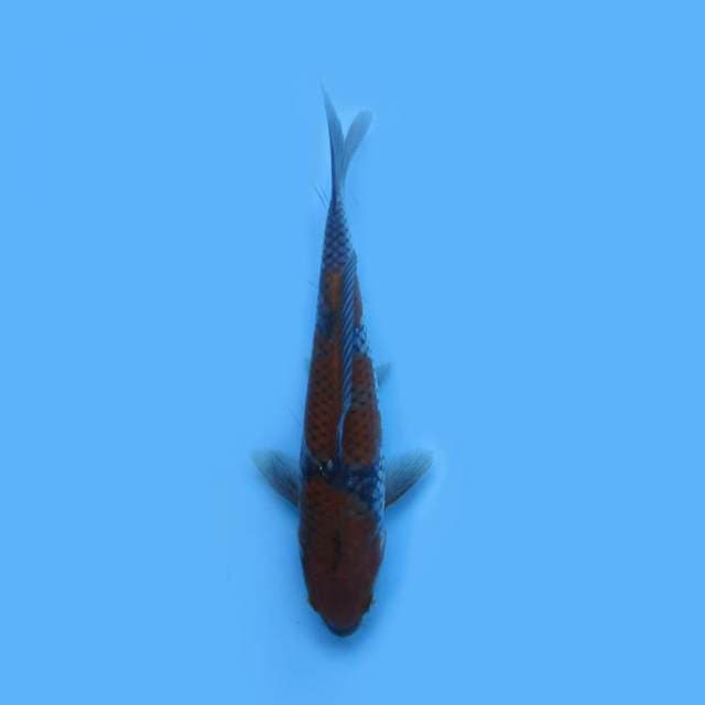 Ochiba 26cm