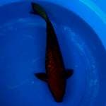 Tembaga Aragoke 35cm