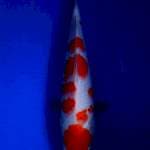 kohaku 33cm 