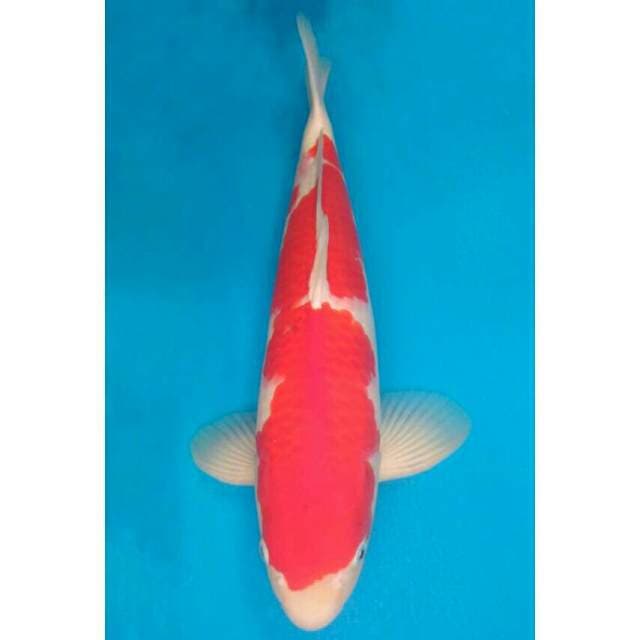 Okawa Kohaku