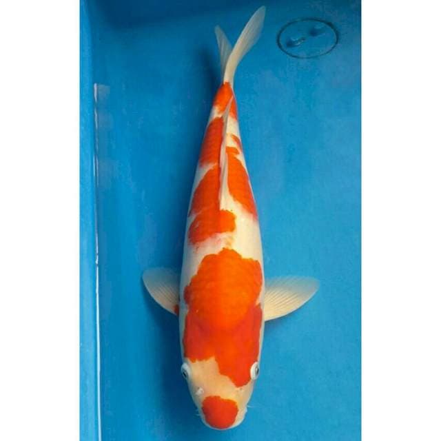 Okawa Jumbo Kohaku