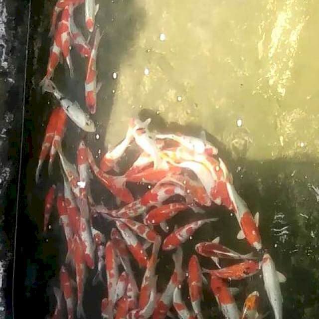 PAKET 70 EKOR KOHAKU, SANKE, GHOSIKI dĺl