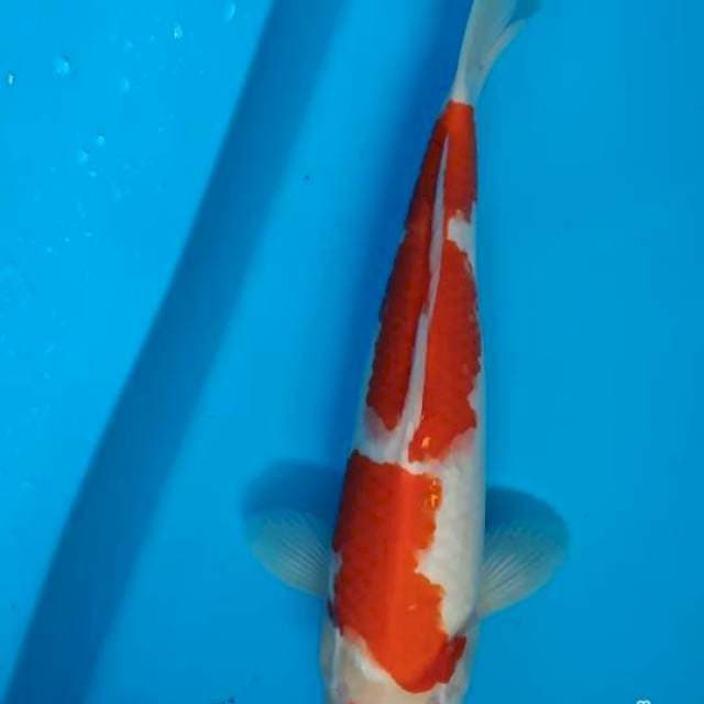 Kohaku