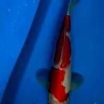 Kohaku