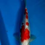 Kohaku ginrin 