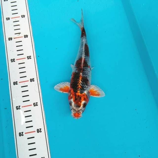 Red kupu kupu