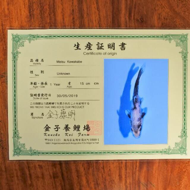 Matsu kawabake (Kaneko) 15 cm. Import dan sertifikat