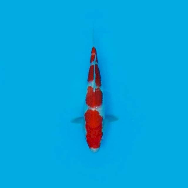 YONDAN KOHAKU 30CM