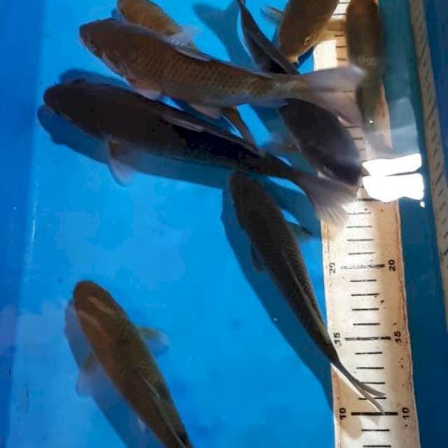 CHAGOI 17 SAMPAI 24 CM
