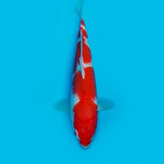 KOHAKU 27CM