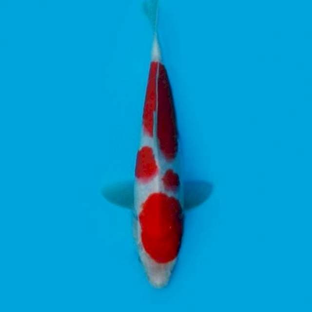 KOHAKU 31CM