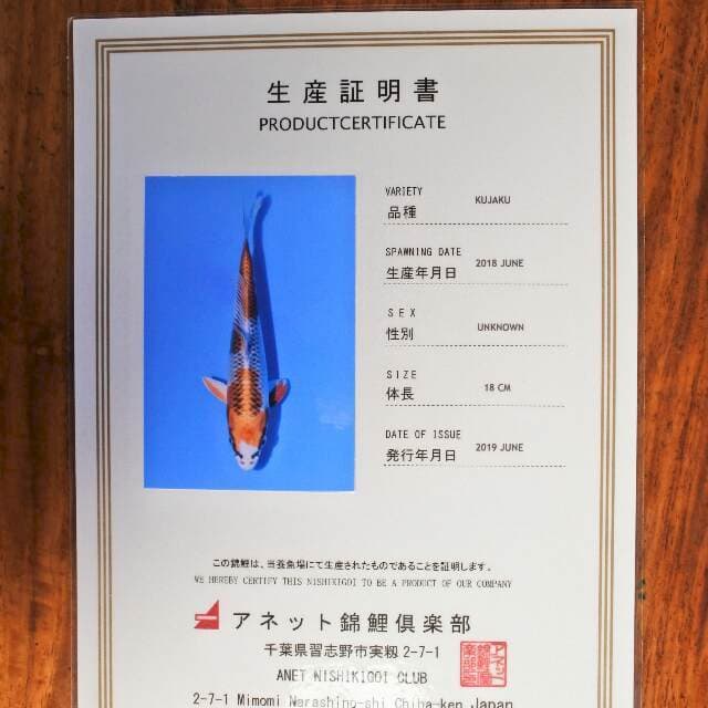 Kujaku (Aneto) 18 cm. import dan sertifikat