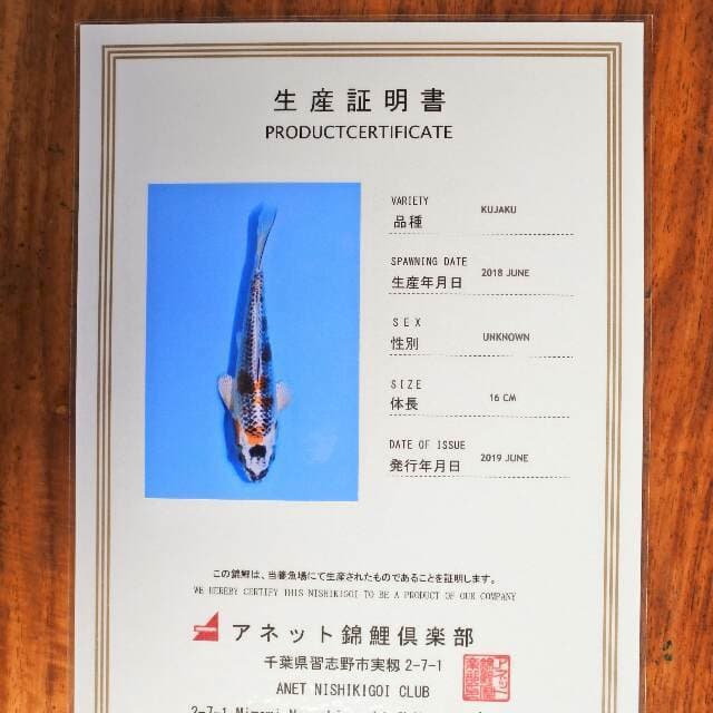 Kujaku (Aneto) 16 cm. import dan sertifikat