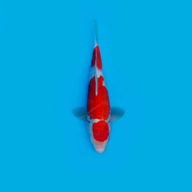 MARUTEN SANDAN KOHAKU 28CM