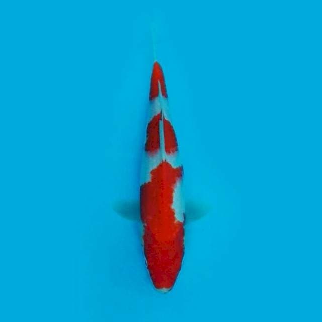 KOHAKU 27CM