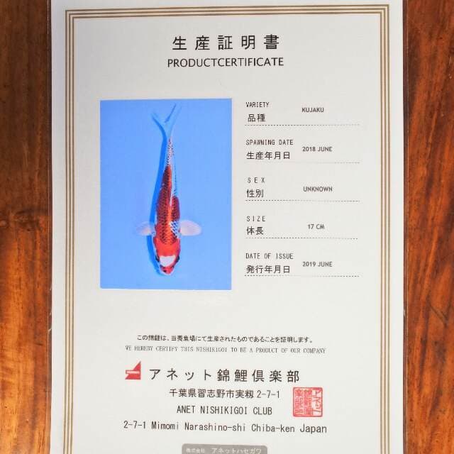 Kujaku (Aneto) 17 cm. import dan sertifikat