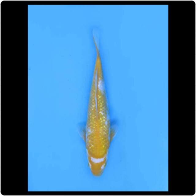 37cm - Female - Spesial Kawarimono