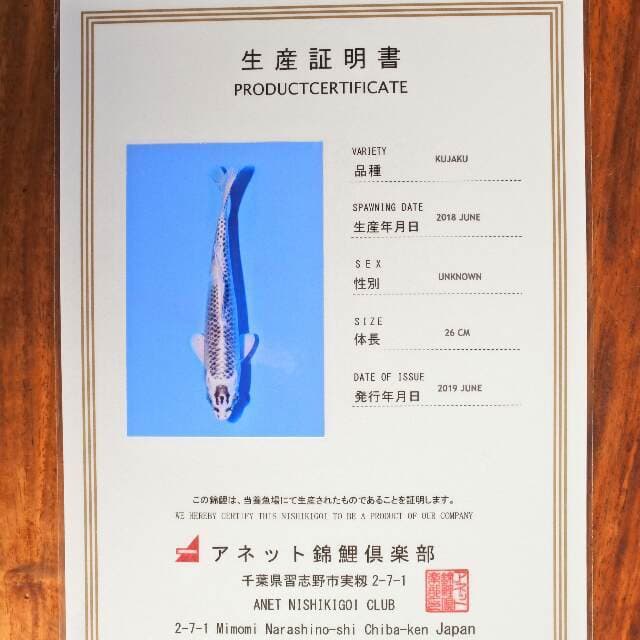 Kujaku (Aneto) 26 cm. import dan sertifikat