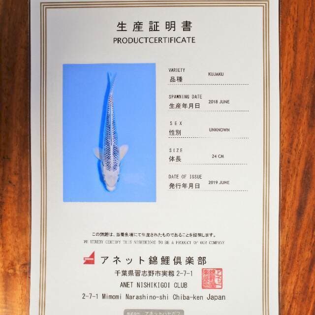 Kujaku (Aneto) 24 cm. import dan sertifikat