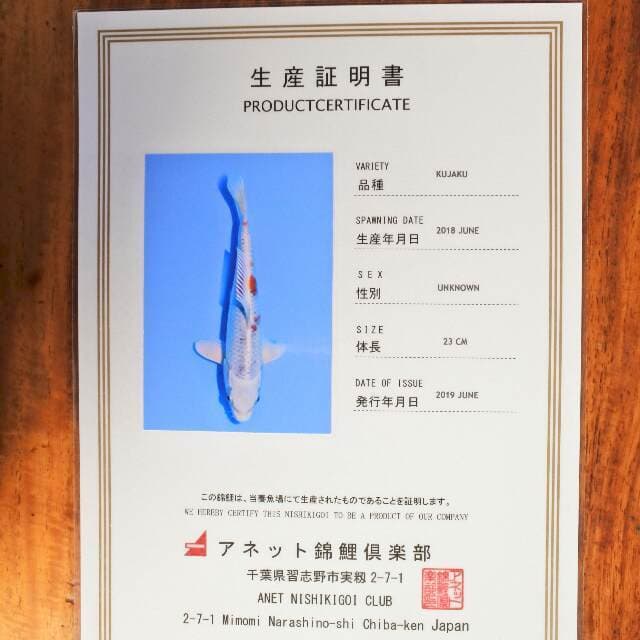 Kujaku (Aneto) 23 cm. import dan sertifikat