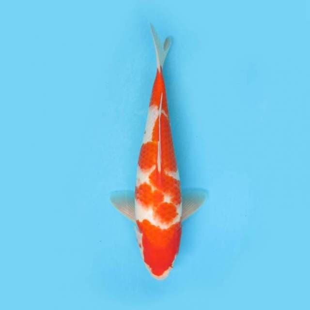 Kohaku 30cm
