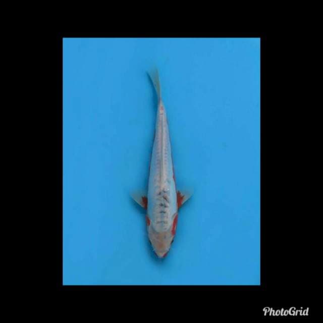 Shusui Tategoi Bagus - 30cm Male