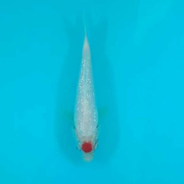 TANCHO KOHAKU GINRIN 15 CM