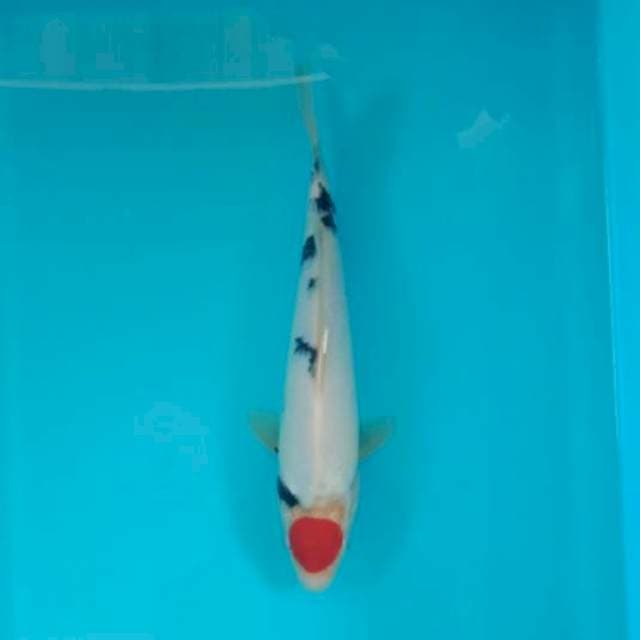 TANCHO SANKE 27 CM 