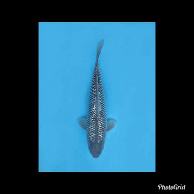 Soragoi Full Ginrin - 38cm Male