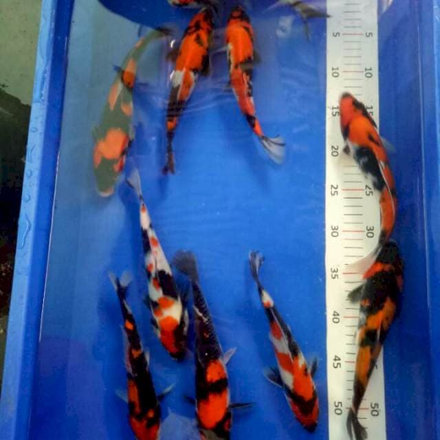 Paket Murat 10 Showa