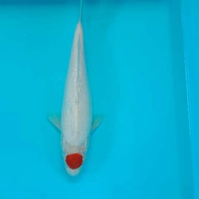 TANCHO KOHAKU 29 CM
