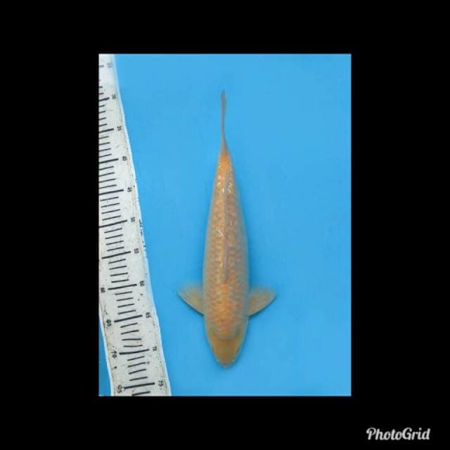 Karasi Full Ginrin Bulky - 38cm Male 