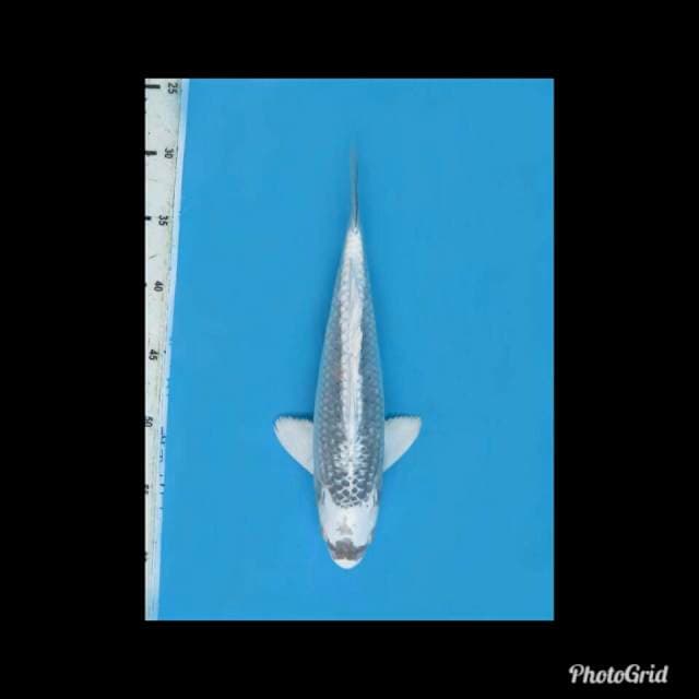 Gin Kabuto - 30cm Male 