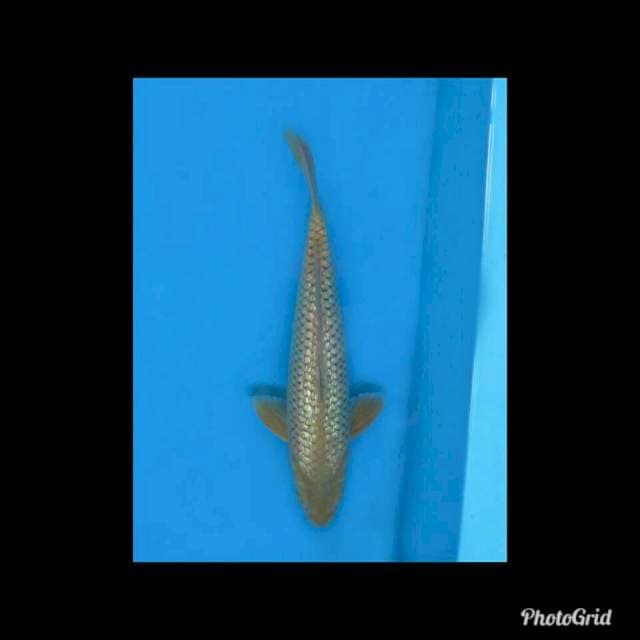 Midori Full Ginrin - 35cm Male 