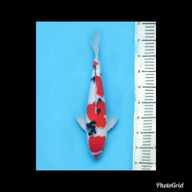 Sanke Merah darah - 38cm Male