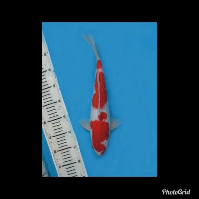 Red Kohaku Full Ginrin - 35cm Male