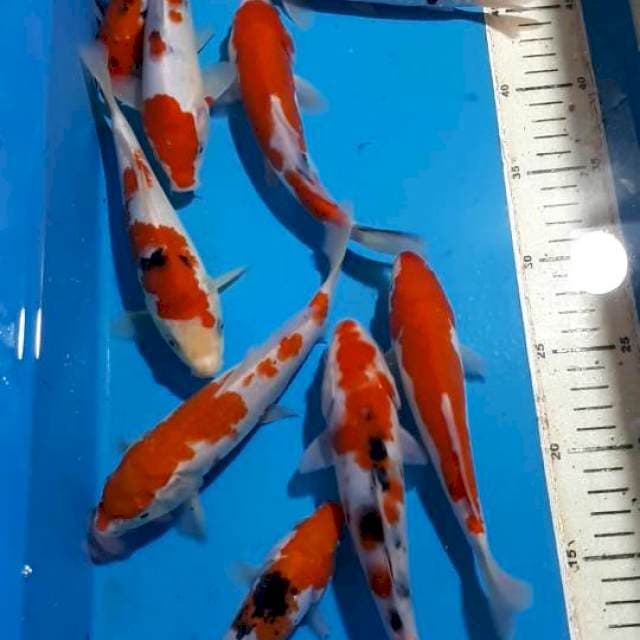 SANKE KOHAKU 16 SAMPAI 20 CM