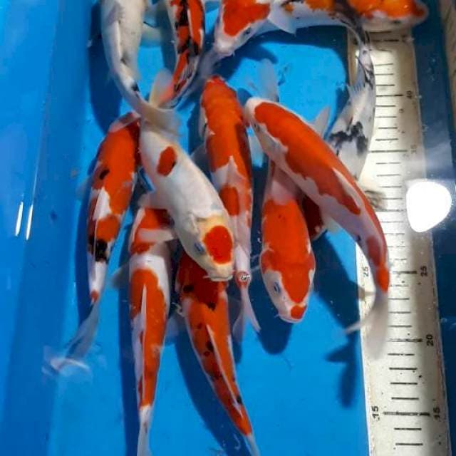 MIX SANKE KOHAKU TANCHO 20 SAMPAI 21 CM